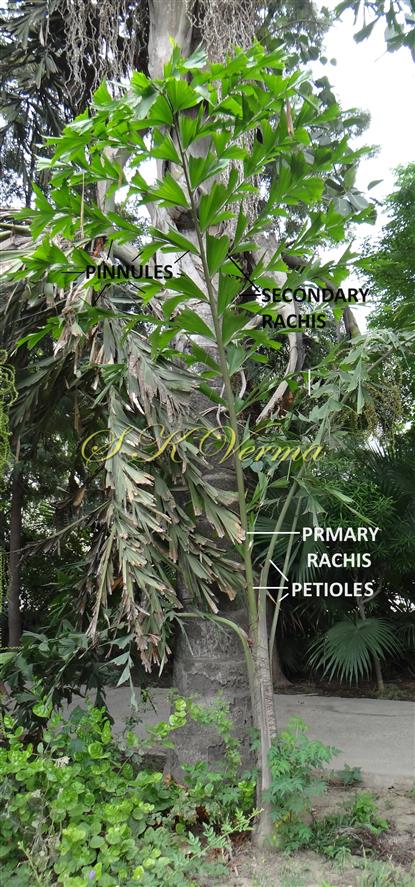  Leaves